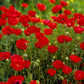 Plate 2 - Poppies in Abundance