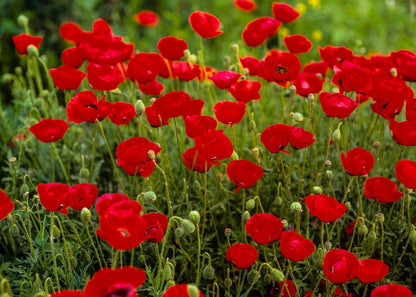 Plate 2 - Poppies in Abundance