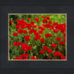 Plate 2 - Poppies in Abundance