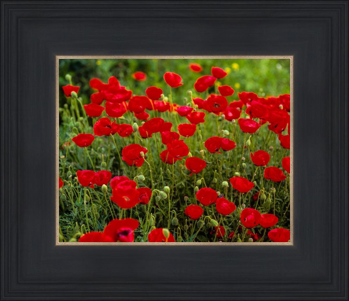 Plate 2 - Poppies in Abundance