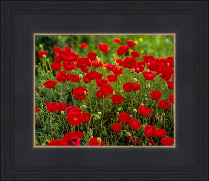 Plate 2 - Poppies in Abundance