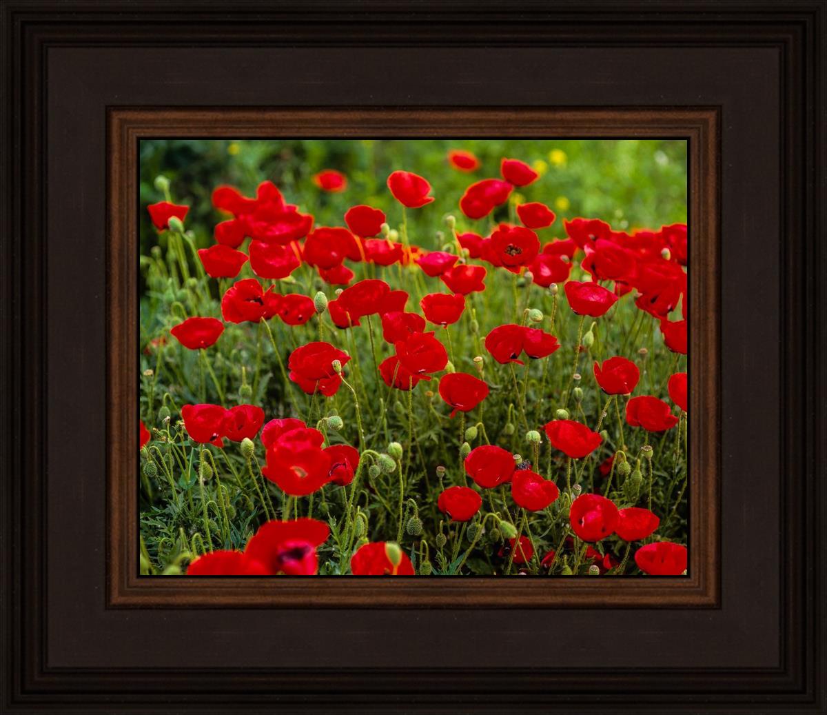 Plate 2 - Poppies in Abundance