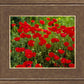 Plate 2 - Poppies in Abundance