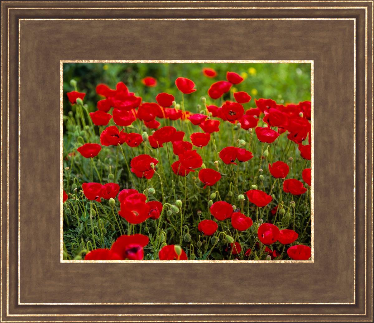 Plate 2 - Poppies in Abundance