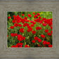 Plate 2 - Poppies in Abundance
