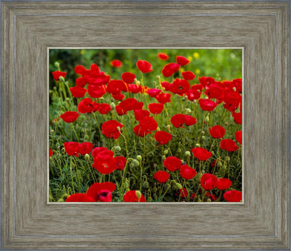 Plate 2 - Poppies in Abundance