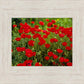 Plate 2 - Poppies in Abundance
