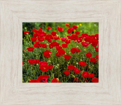 Plate 2 - Poppies in Abundance