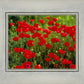 Plate 2 - Poppies in Abundance