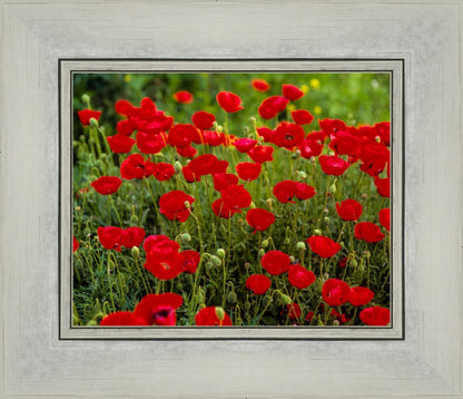 Plate 2 - Poppies in Abundance