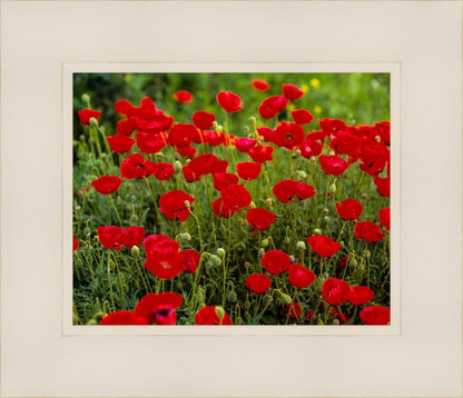 Plate 2 - Poppies in Abundance