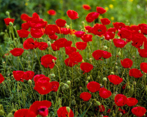 Plate 2 - Poppies in Abundance