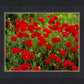 Plate 2 - Poppies in Abundance