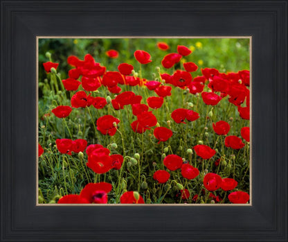 Plate 2 - Poppies in Abundance