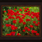 Plate 2 - Poppies in Abundance