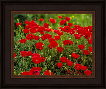 Plate 2 - Poppies in Abundance