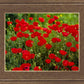 Plate 2 - Poppies in Abundance