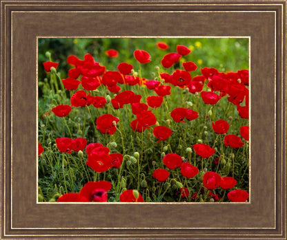 Plate 2 - Poppies in Abundance