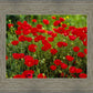 Plate 2 - Poppies in Abundance
