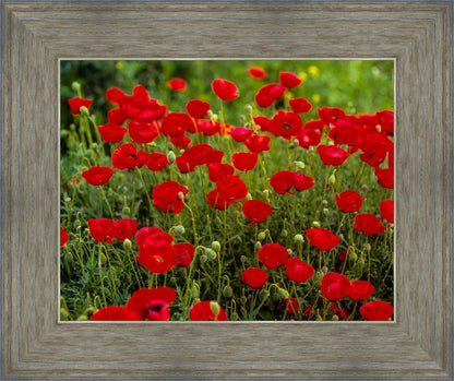 Plate 2 - Poppies in Abundance