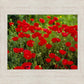 Plate 2 - Poppies in Abundance