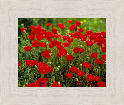 Plate 2 - Poppies in Abundance