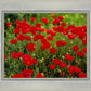 Plate 2 - Poppies in Abundance