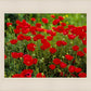 Plate 2 - Poppies in Abundance