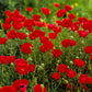 Plate 2 - Poppies in Abundance