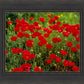 Plate 2 - Poppies in Abundance