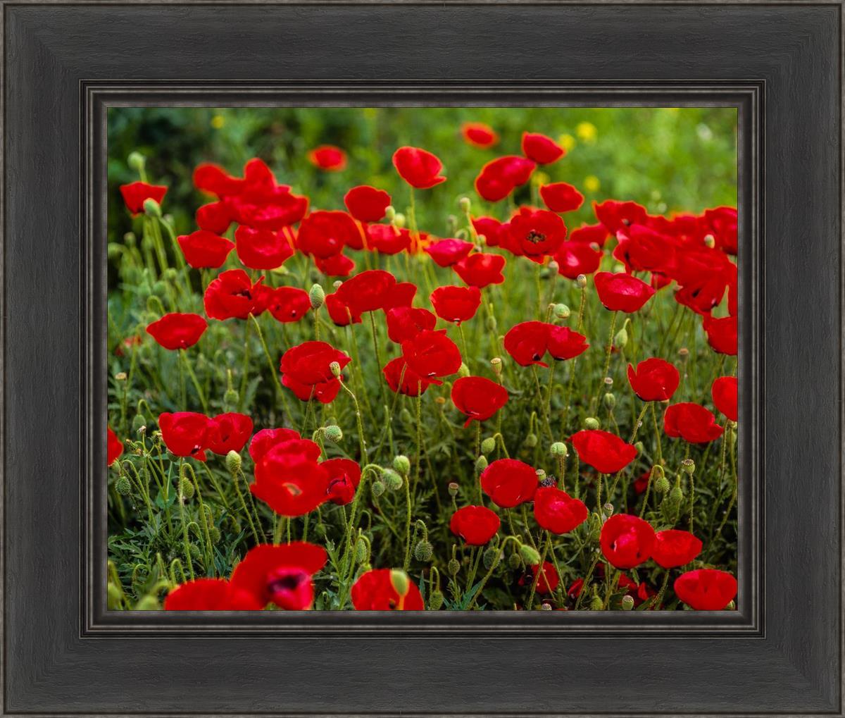 Plate 2 - Poppies in Abundance