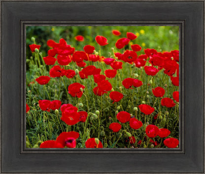 Plate 2 - Poppies in Abundance