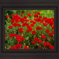 Plate 2 - Poppies in Abundance