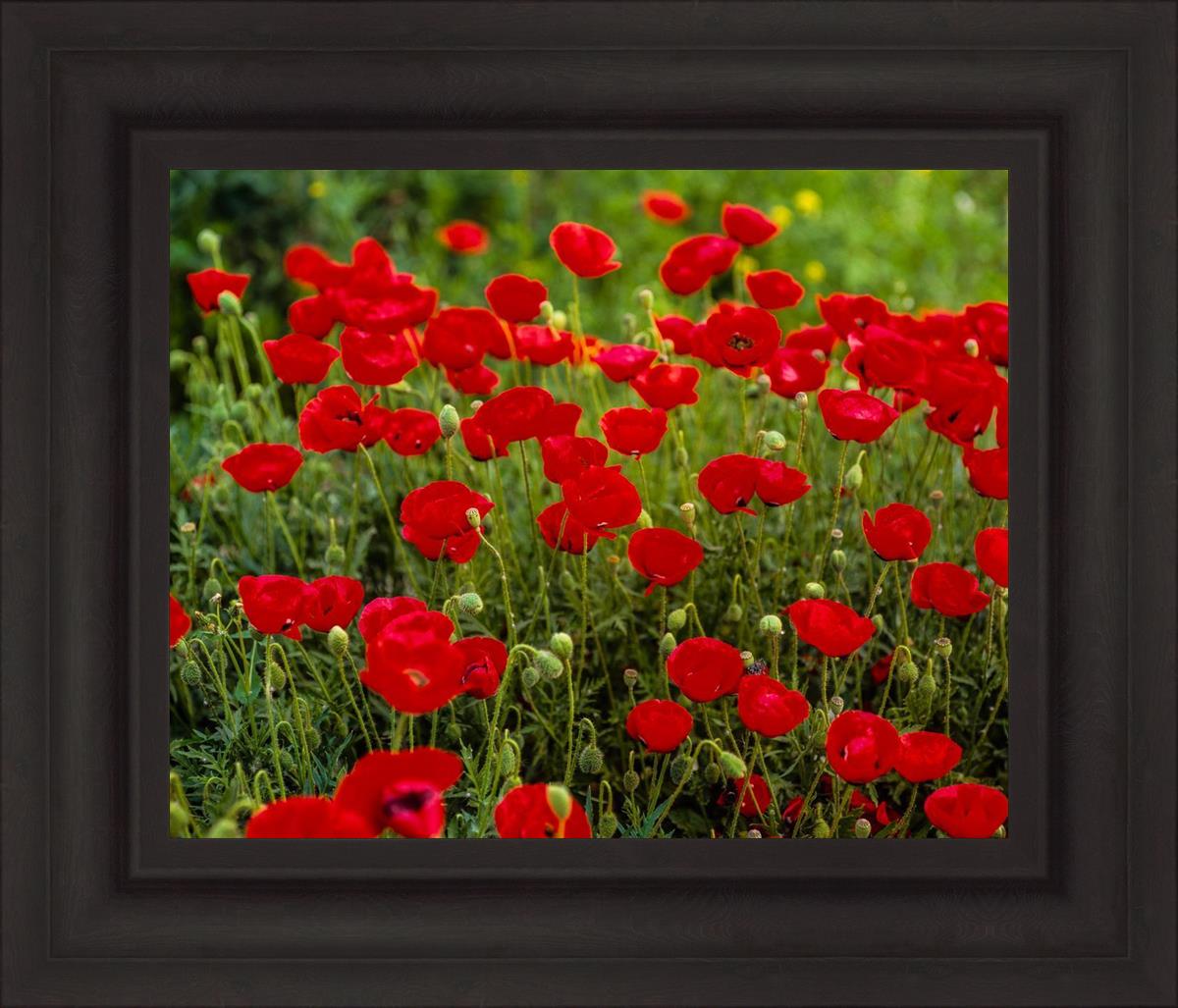 Plate 2 - Poppies in Abundance