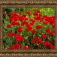 Plate 2 - Poppies in Abundance