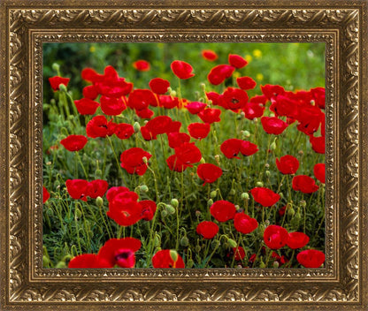 Plate 2 - Poppies in Abundance