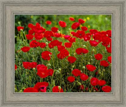 Plate 2 - Poppies in Abundance