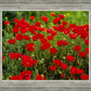 Plate 2 - Poppies in Abundance