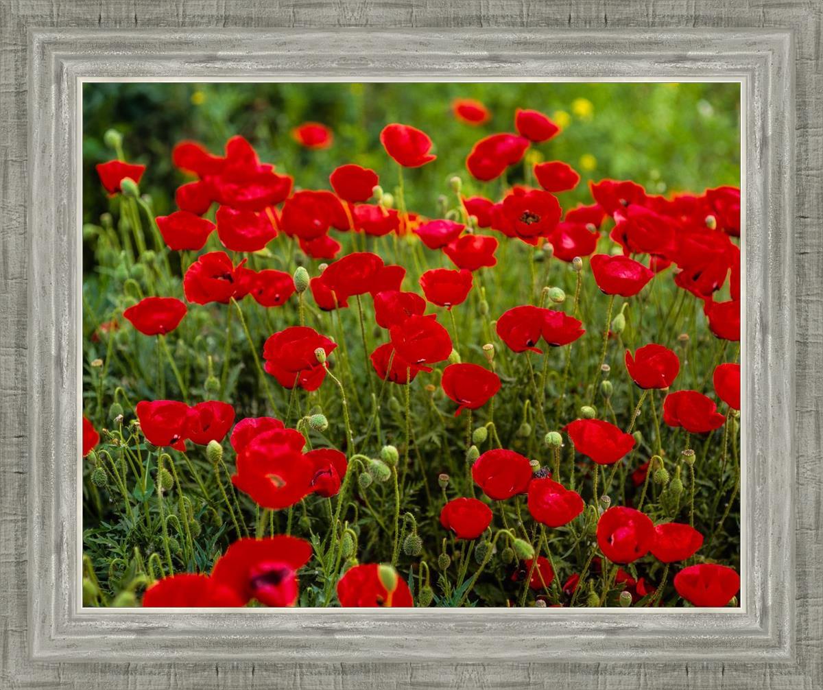 Plate 2 - Poppies in Abundance