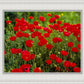 Plate 2 - Poppies in Abundance