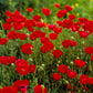 Plate 2 - Poppies in Abundance