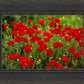 Plate 2 - Poppies in Abundance