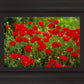 Plate 2 - Poppies in Abundance