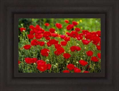 Plate 2 - Poppies in Abundance