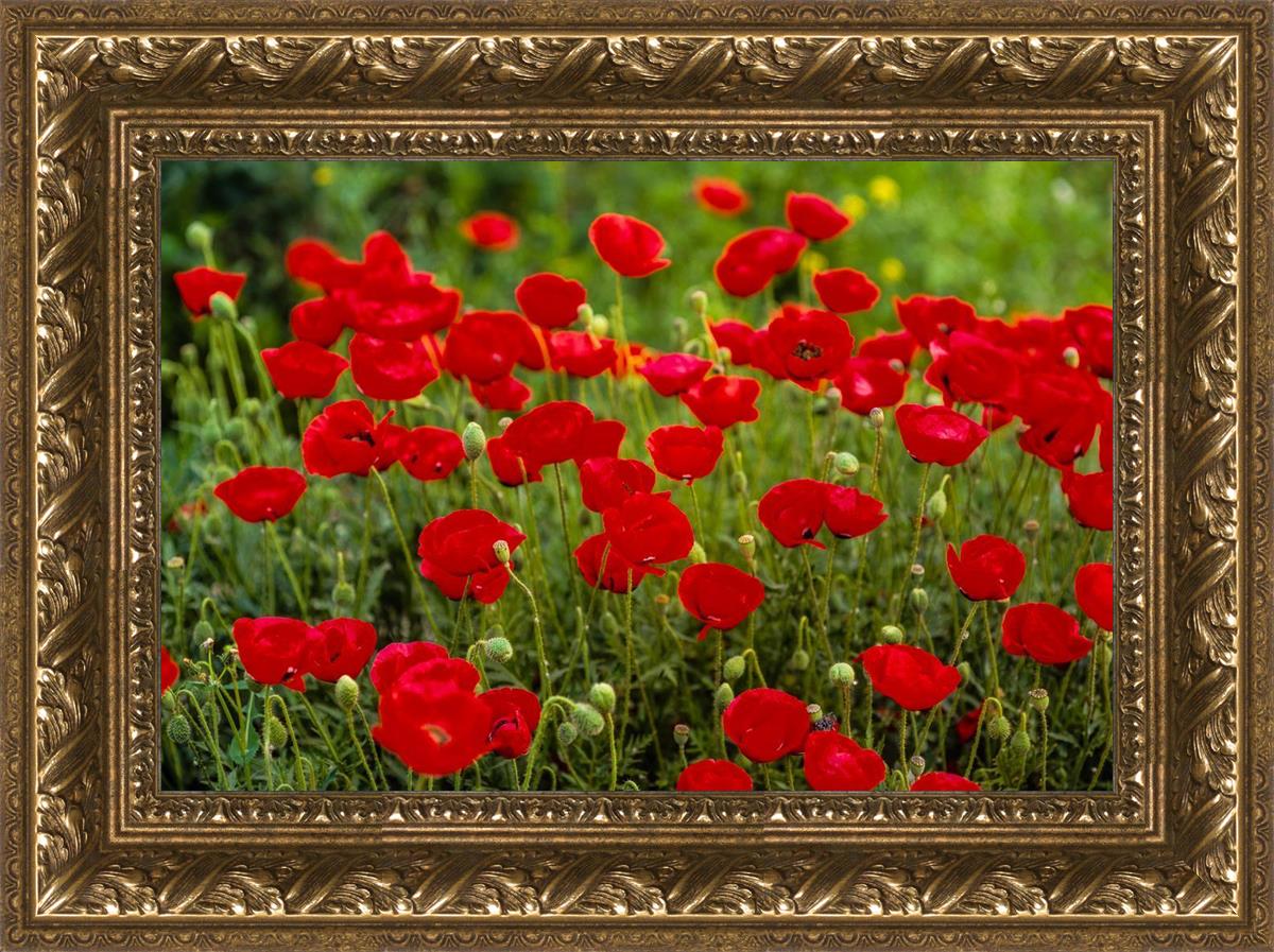 Plate 2 - Poppies in Abundance