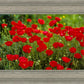 Plate 2 - Poppies in Abundance