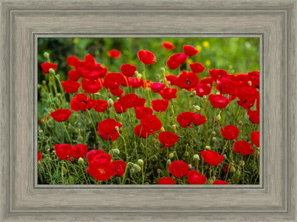 Plate 2 - Poppies in Abundance