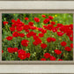 Plate 2 - Poppies in Abundance
