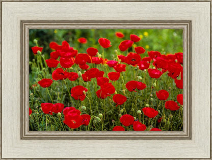 Plate 2 - Poppies in Abundance