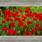 Plate 2 - Poppies in Abundance